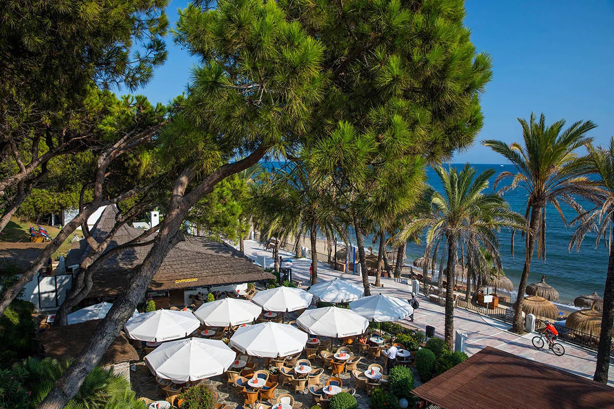 The Cappuccino terrace under the pines by the sea